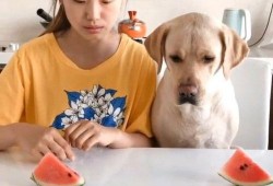 二狗网红吃瓜视频,揭秘娱乐圈幕后真相