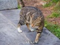 娱乐吃瓜猫咪,揭秘猫咪吃瓜背后的趣味世界