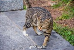 娱乐吃瓜猫咪,揭秘猫咪吃瓜背后的趣味世界